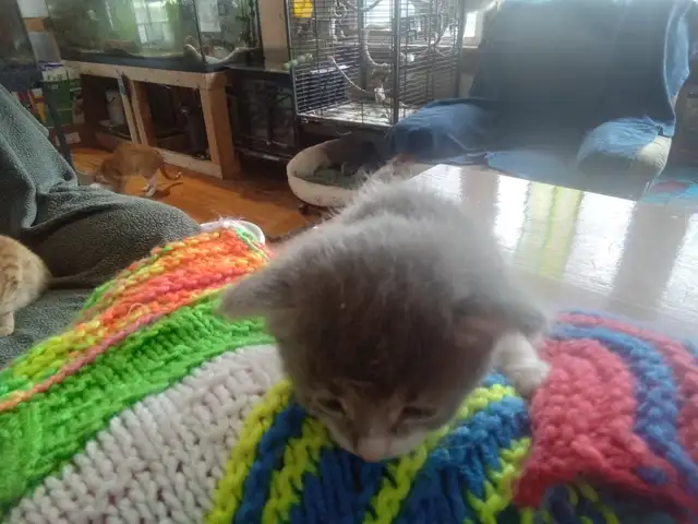 Fluffy little kitten. Cute little fur ball - Photo 6