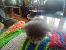 Fluffy little kitten. Cute little fur ball - Photo 6