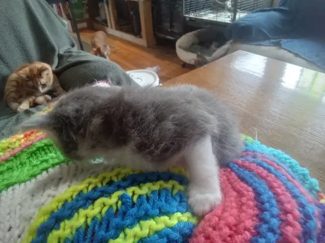 Fluffy little kitten. Cute little fur ball - Photo 7