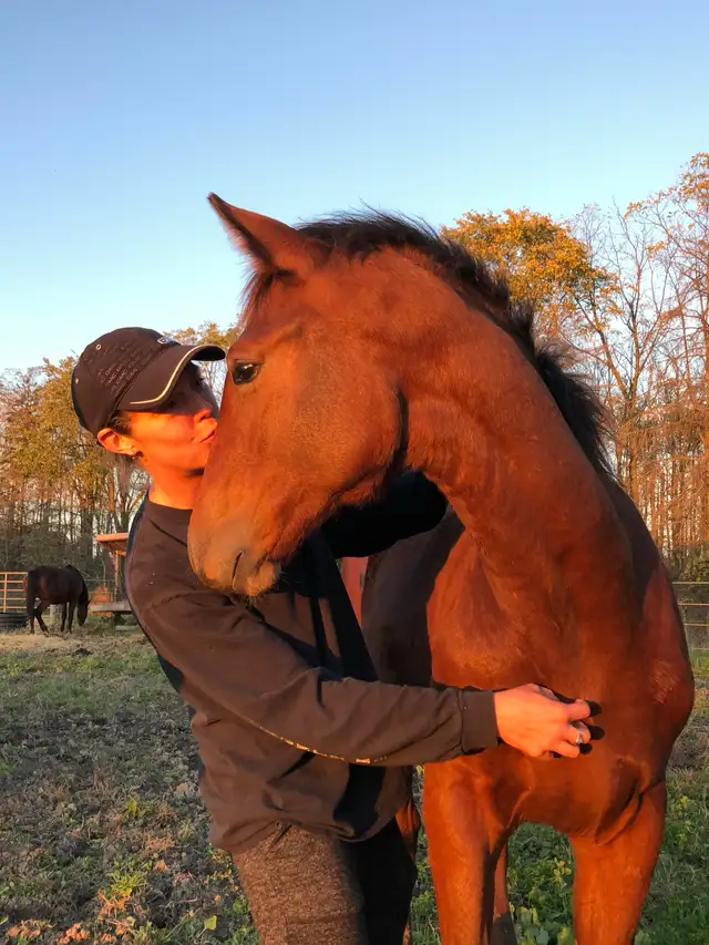 Horseback riding lessons