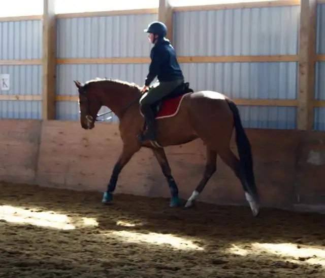 Horseback riding lessons - Photo 5