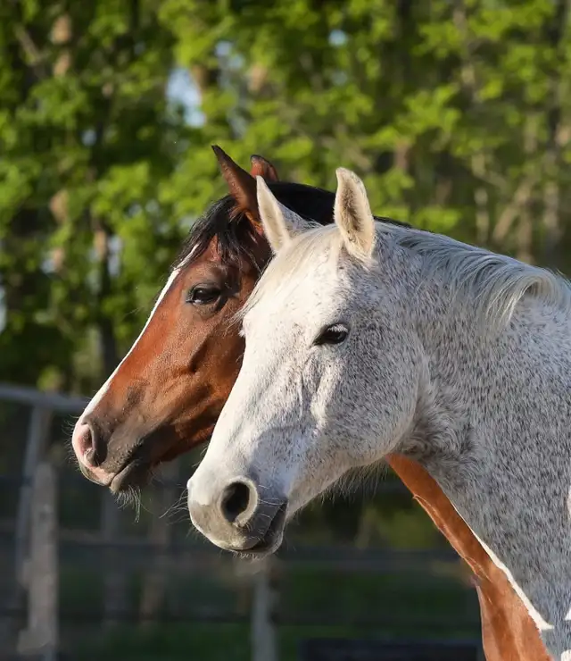 Horseback riding lessons - Photo 7