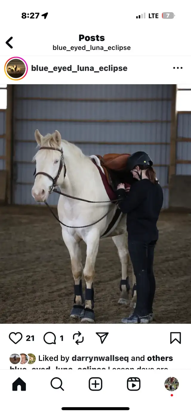 Horseback riding lessons - Photo 8