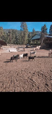Grass lambs