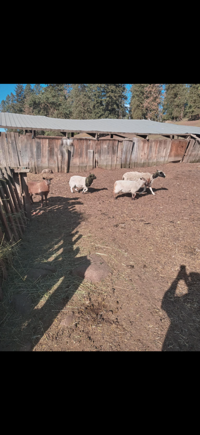 Grass lambs - Photo 2
