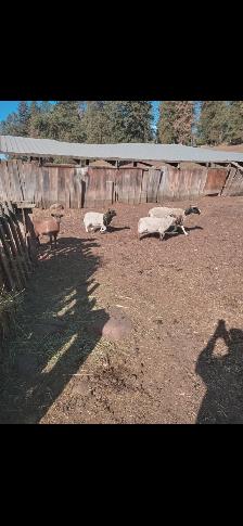Grass lambs - Photo 2