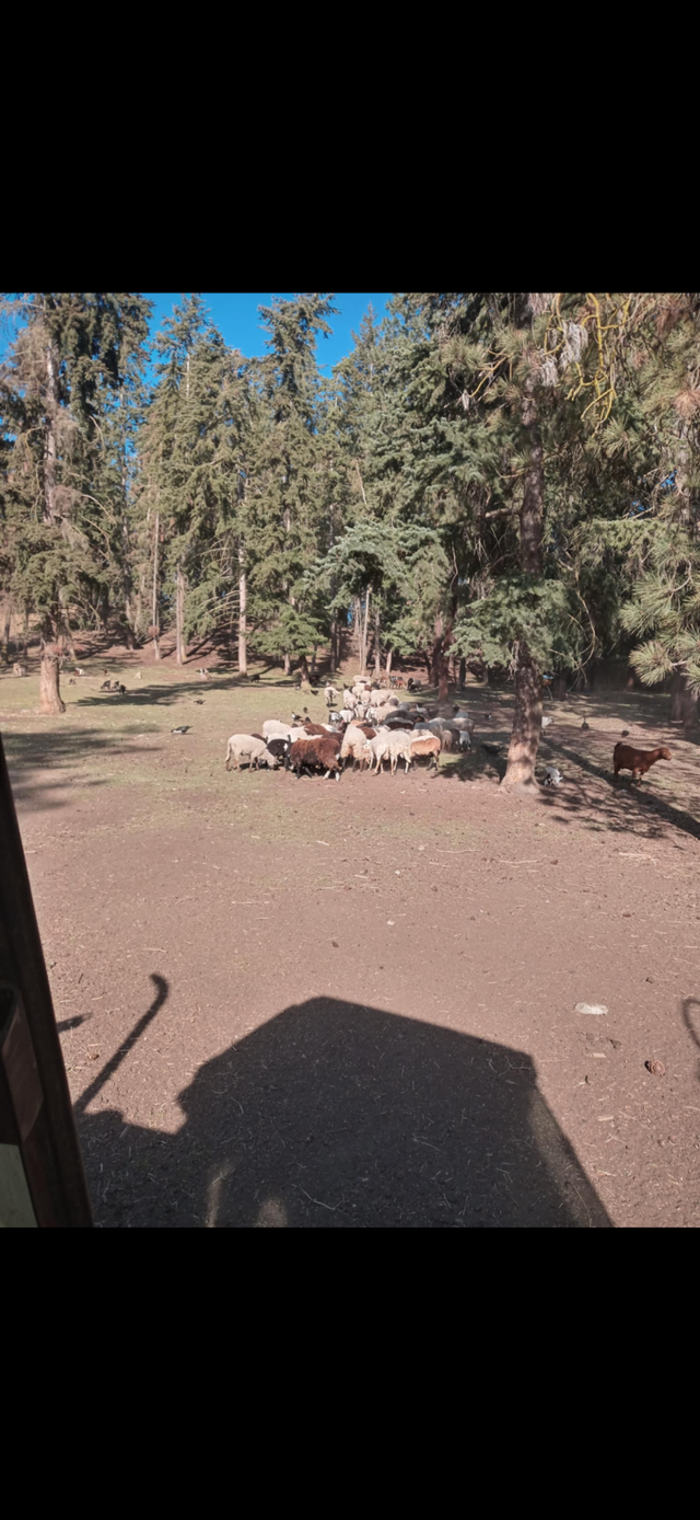 Grass lambs - Photo 3