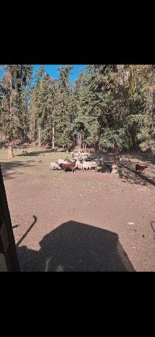 Grass lambs - Photo 3