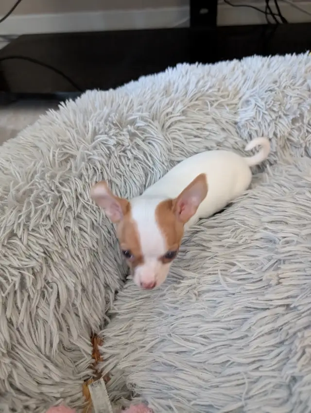 DEUX BEAUTÉS CHIHUAHUAS MÂLE ET FEMELLE