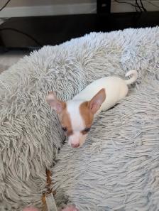 DEUX BEAUTÉS CHIHUAHUAS MÂLE ET FEMELLE