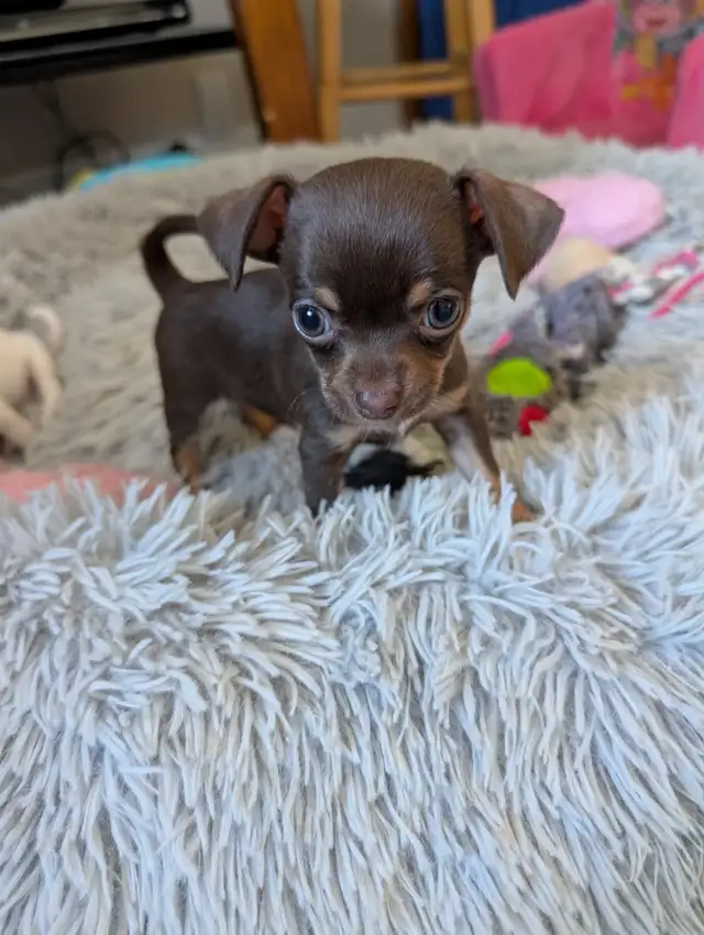 DEUX BEAUTÉS CHIHUAHUAS MÂLE ET FEMELLE - Photo 2