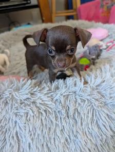 DEUX BEAUTÉS CHIHUAHUAS MÂLE ET FEMELLE - Photo 2