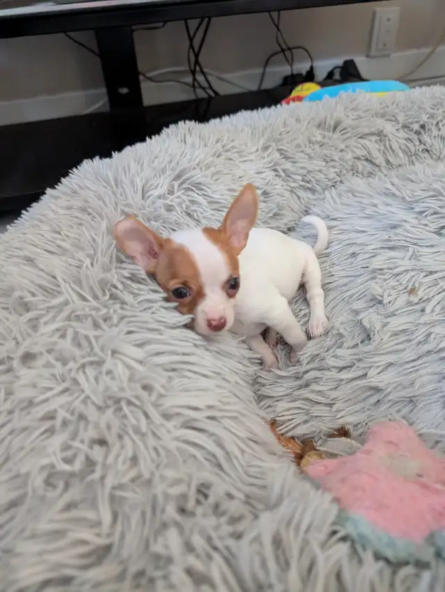 DEUX BEAUTÉS CHIHUAHUAS MÂLE ET FEMELLE - Photo 3