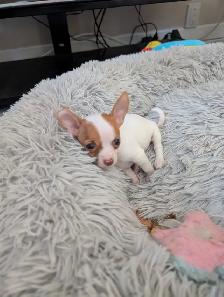 DEUX BEAUTÉS CHIHUAHUAS MÂLE ET FEMELLE - Photo 3