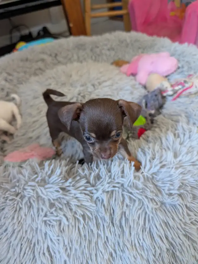 DEUX BEAUTÉS CHIHUAHUAS MÂLE ET FEMELLE - Photo 4
