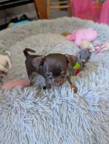 DEUX BEAUTÉS CHIHUAHUAS MÂLE ET FEMELLE - Photo 4