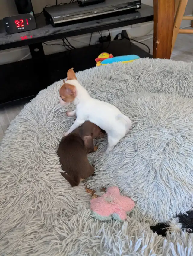 DEUX BEAUTÉS CHIHUAHUAS MÂLE ET FEMELLE - Photo 5