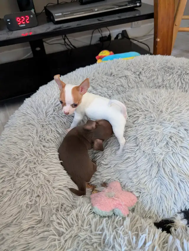 DEUX BEAUTÉS CHIHUAHUAS MÂLE ET FEMELLE - Photo 6