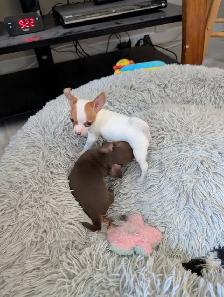 DEUX BEAUTÉS CHIHUAHUAS MÂLE ET FEMELLE - Photo 6