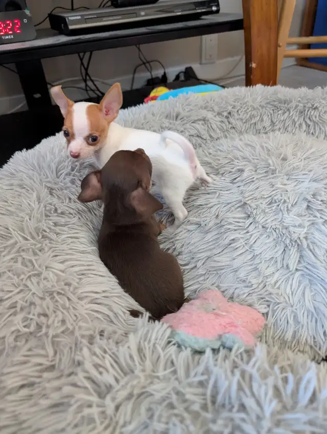 DEUX BEAUTÉS CHIHUAHUAS MÂLE ET FEMELLE - Photo 7