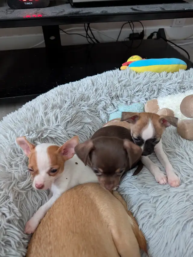 DEUX BEAUTÉS CHIHUAHUAS MÂLE ET FEMELLE - Photo 8