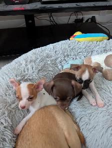 DEUX BEAUTÉS CHIHUAHUAS MÂLE ET FEMELLE - Photo 8