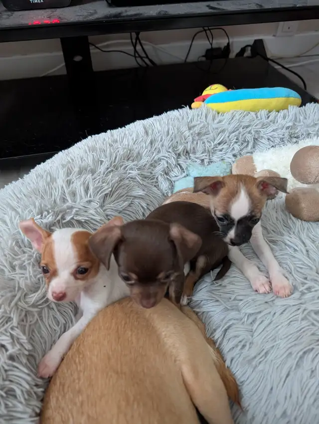 DEUX BEAUTÉS CHIHUAHUAS MÂLE ET FEMELLE - Photo 9