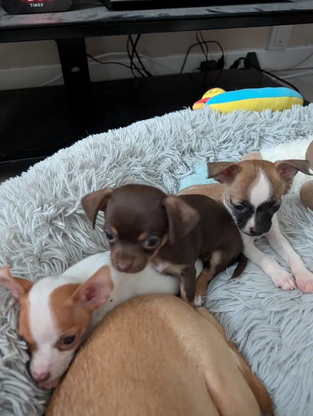 DEUX BEAUTÉS CHIHUAHUAS MÂLE ET FEMELLE - Photo 10
