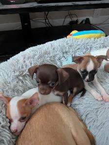 DEUX BEAUTÉS CHIHUAHUAS MÂLE ET FEMELLE - Photo 10