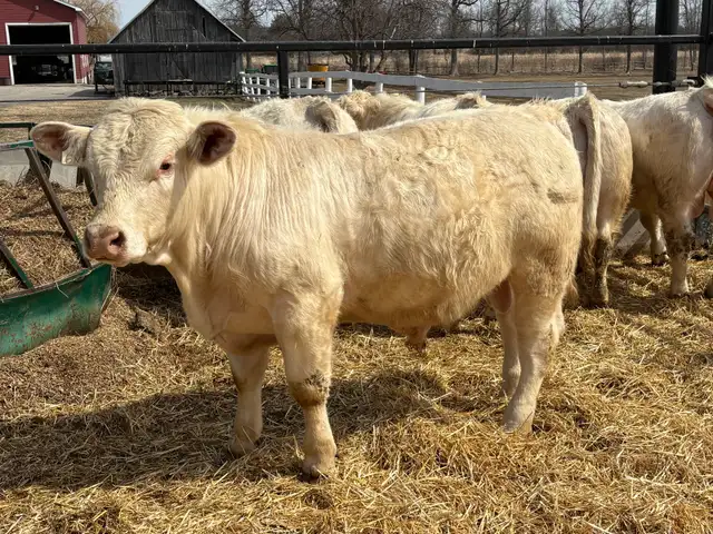 Charolais Bulls