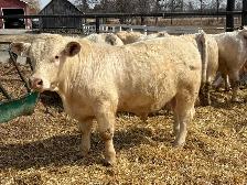 Charolais Bulls