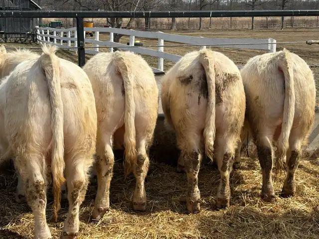 Charolais Bulls - Photo 2