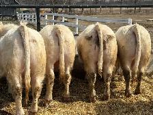 Charolais Bulls - Photo 2