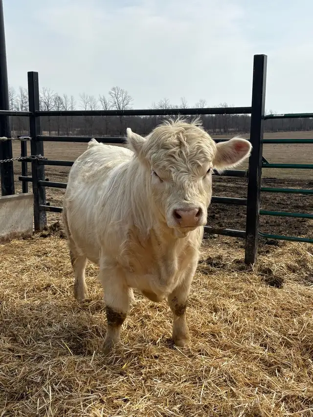 Charolais Bulls - Photo 3