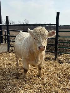 Charolais Bulls - Photo 3