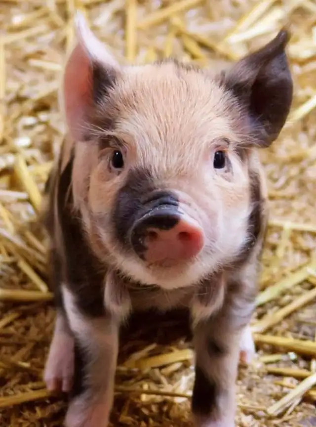 Looking for Piglets