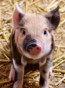 Looking for Piglets
