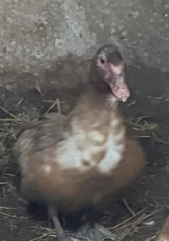 Muscovy and Pekin Ducks