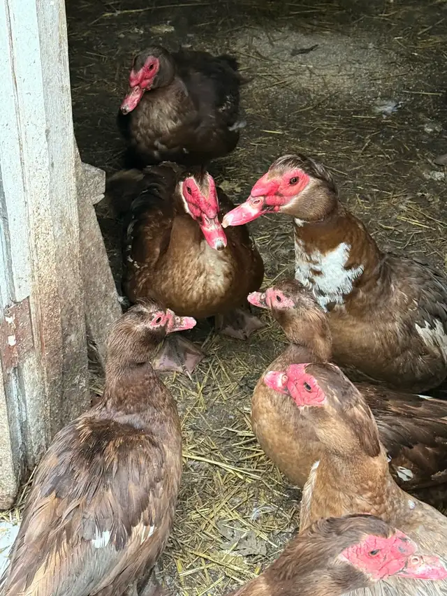Muscovy and Pekin Ducks - Photo 2