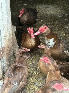 Muscovy and Pekin Ducks - Photo 2
