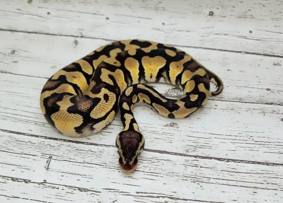 python royal yellow belly enchi fire