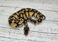 python royal yellow belly enchi fire