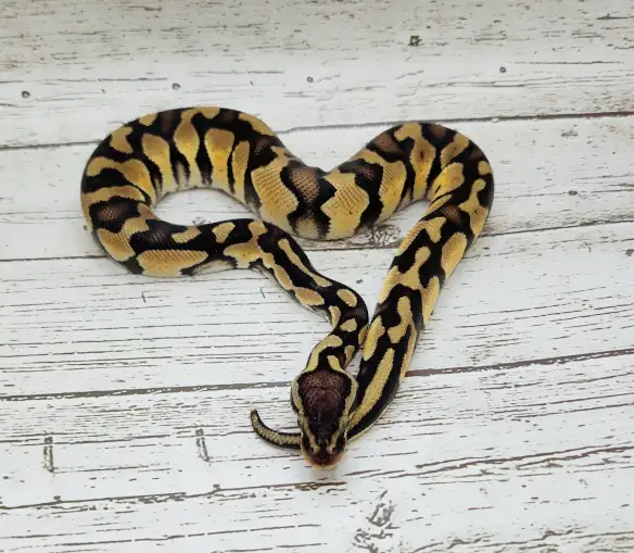 python royal yellow belly enchi fire - Photo 2