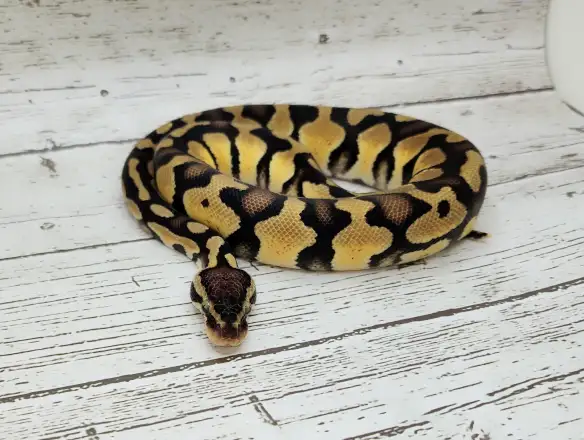 python royal yellow belly enchi fire - Photo 3