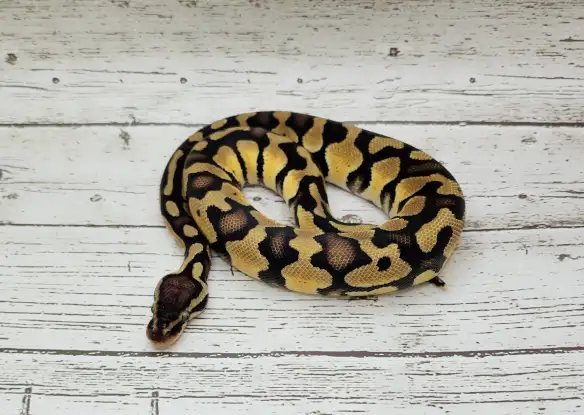 python royal yellow belly enchi fire - Photo 4