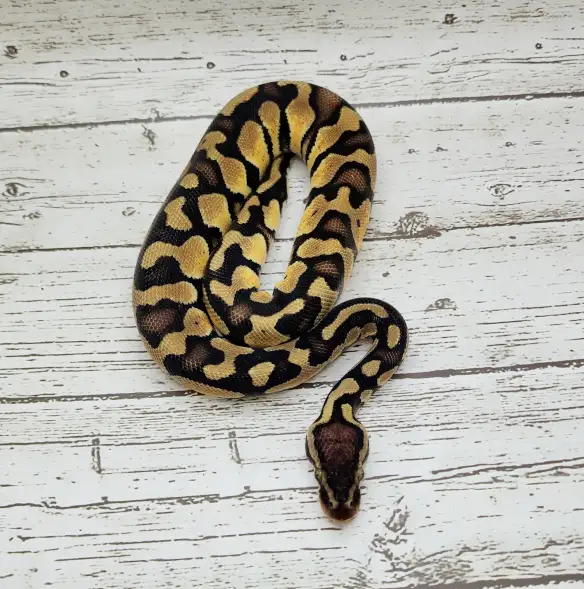 python royal yellow belly enchi fire - Photo 5
