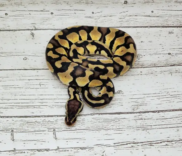 python royal yellow belly enchi fire - Photo 6