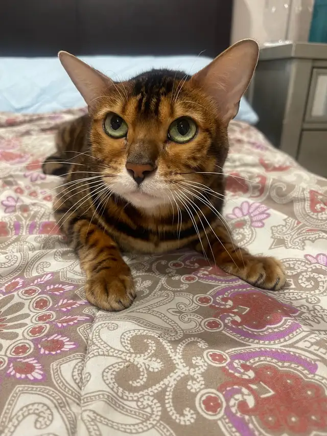 chat bangal