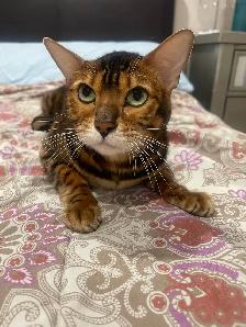 chat bangal
