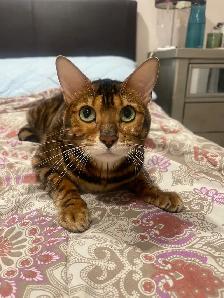 chat bangal - Photo 2